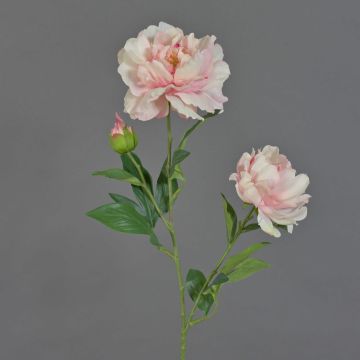 Kunstblumenzweig Pfingstrose ONYX, creme-rosa, 75cm, Ø10-13cm