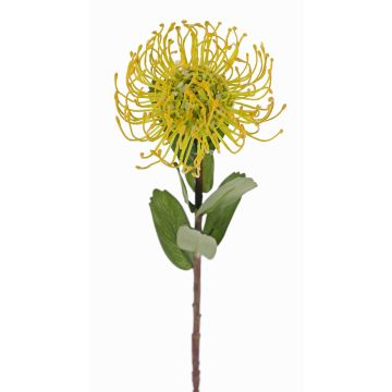 Künstliche Nadelkissen Protea BAILY, gelb-grün, 55cm, Ø10cm Künstliche Nadelkissen Protea BAILY, gelb-grün, 55cm, Ø10cm