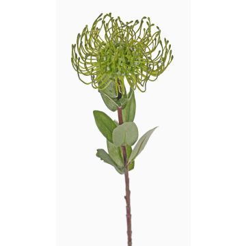 Künstliche Nadelkissen Protea BAILY, grün, 55cm, Ø10cm Künstliche Nadelkissen Protea BAILY, grün, 55cm, Ø10cm