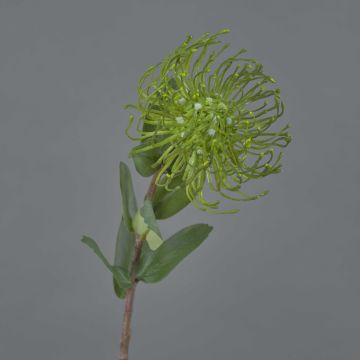 Künstliche Nadelkissen Protea BAILY, grün, 55cm, Ø10cm