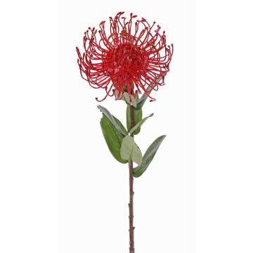 Künstliche Nadelkissen Protea BAILY, rot, 55cm, Ø10cm Künstliche Nadelkissen Protea BAILY, rot, 55cm, Ø10cm