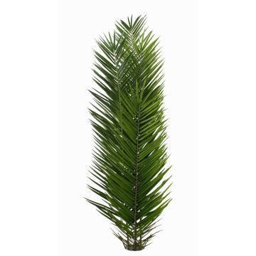 Phönix Palmwedel künstlich BLACKY, Steckstab, crossdoor, 11 Stück, 150-225cm Phönix Palmwedel künstlich BLACKY, Steckstab, crossdoor, 11 Stück, 150-225cm