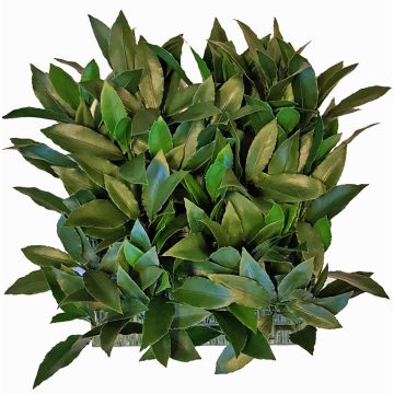 Künstliche Lorbeer Hecke / Matte FOXI, crossdoor, 25x25cm Künstliche Lorbeer Hecke / Matte FOXI, crossdoor, 25x25cm