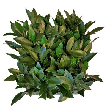 Künstliche Lorbeer Hecke / Matte FOXI, crossdoor, 25x25cm