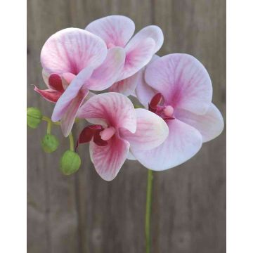 Phalaenopsis Orchideenzweig künstlich OPHELIA, rosa-pink, 40cm, Ø7-8cm