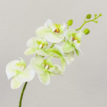 Phalaenopsis Orchideenzweig künstlich OPHELIA, creme-grün, 80cm, Ø8-9cm