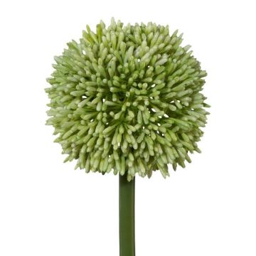 Dekoblume Allium MENKES, grün, 65cm