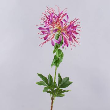 Künstliche Spinnenblume HILDEGARD, violett, 85cm, Ø20cm Künstliche Spinnenblume HILDEGARD, violett, 85cm, Ø20cm