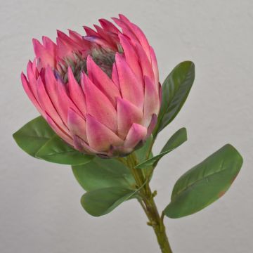 Deko Blumenzweig Königs-Protea TANIEKA, pink-lila-grün, 65cm, Ø9cm