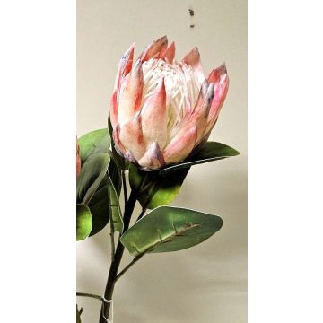 Deko Blumenzweig Königs-Protea TANIEKA, rosa-lila-weiß, 65cm, Ø9cm