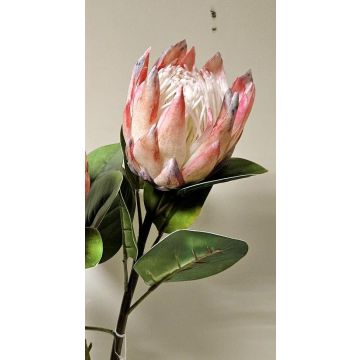Deko Blumenzweig Königs-Protea TANIEKA, rosa-lila-weiß, 65cm, Ø9cm Deko Blumenzweig Königs-Protea TANIEKA, rosa-lila-weiß, 65cm, Ø9cm
