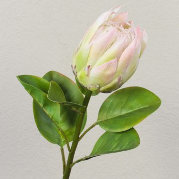 Deko Blumenzweig Königs-Protea TANIEKA, grün-rosa, 65cm, Ø12cm