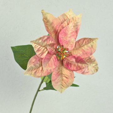 Samt Poinsettia künstlich LIBASSE, creme-rosa, 65cm