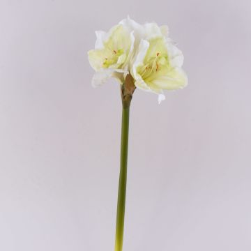 Dekoblume Amaryllis MARKUNO, creme-weiß, 65cm, Ø13cm Dekoblume Amaryllis MARKUNO, creme-weiß, 65cm, Ø13cm