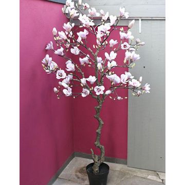 Magnolienbaum künstlich TIAGO, weiß-rosa, 210cm