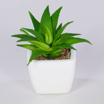 Deko Aloe Vera KATNISS, Keramiktopf, grün, 9cm Deko Aloe Vera KATNISS, Keramiktopf, grün, 9cm
