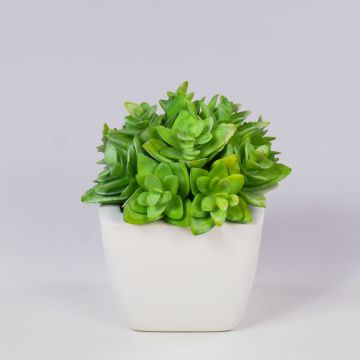 Deko Echeveria macdougallii KATNISS, Keramiktopf, grün, 12cm Deko Echeveria macdougallii KATNISS, Keramiktopf, grün, 12cm