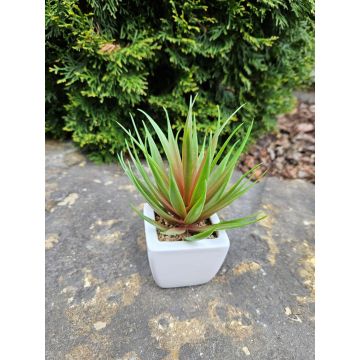 Deko Agave decipiens KATNISS im Keramiktopf, grün-rot, 19cm
