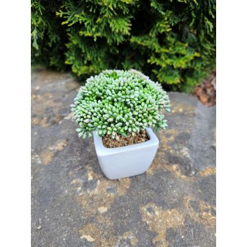 Kunstpflanze Sedum telephium KATNISS, Keramiktopf, grün, 14cm