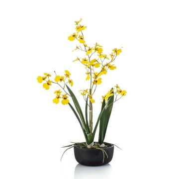 Kunstblume Oncidium Orchidee DEISHA in Dekoschale, Wurzeln, gelb, 60cm