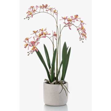 Kunst Orchidee Renanthera BLANI im Keramiktopf, Wurzeln, weiß-pink-gelb, 55cm Kunst Orchidee Renanthera BLANI im Keramiktopf, Wurzeln, weiß-pink-gelb, 55cm