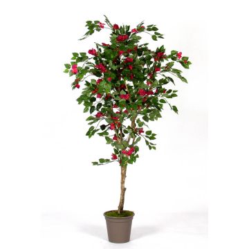 Unechte Bougainvillea ISMUNDE, Echtstamm, Blüten, pink, 180cm - Made in Italy