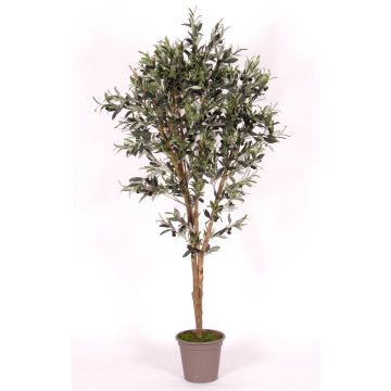 Olivenbaum künstlich MIANA, Naturstämme, mit Früchten, 175cm - Made in Italy Olivenbaum künstlich MIANA, Naturstämme, mit Früchten, 175cm - Made in Italy