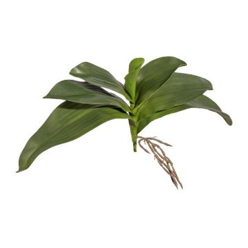 Kunstblätter Phalaenopsis Orchidee BRULST, Steckstab, Wurzeln, 30cm