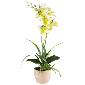 Kunstblumen Gesteck Orchidee Aeonium FININ, Gras, Zementtopf, Wurzeln, grün-weiß, 45cm