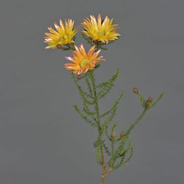 Künstliche Kap-Strohblume BEYA, gelb-hellorange, 60cm, Ø6cm Künstliche Kap-Strohblume BEYA, gelb-hellorange, 60cm, Ø6cm