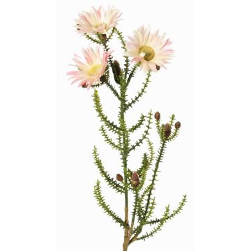 Künstliche Kap-Strohblume BEYA, creme-rosa, 60cm, Ø6cm