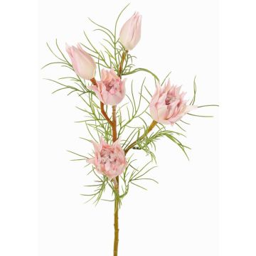 Dekozweig Protea NOHEA, rosa-weiß, 60cm, Ø3-6cm