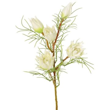 Dekozweig Protea NOHEA, weiß, 60cm, Ø3-6cm