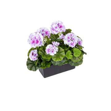 Künstliche Geranien FLOREANA im Blumenkasten, 2 Stück, lila-weiß, 24x11x35cm Künstliche Geranien FLOREANA im Blumenkasten, 2 Stück, lila-weiß, 24x11x35cm