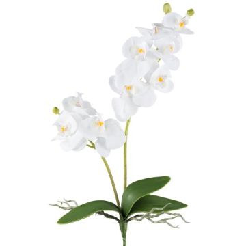 Deko Blume Phalaenopsis Orchidee KRUZBER, Steckstab, Wurzeln, weiß, 55cm