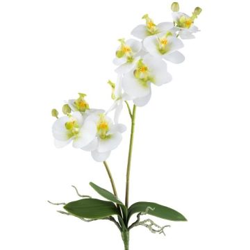 Deko Blume Phalaenopsis Orchidee KRUZBER, Steckstab, Wurzeln, weiß-grün, 55cm
