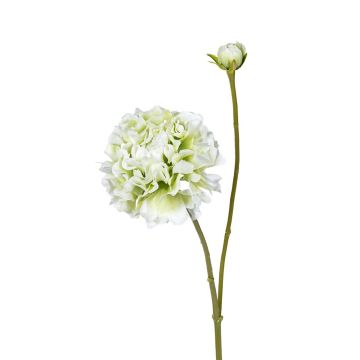 Dekozweig Ranunkel ANDIHLIA, weiß-grün, 60cm Dekozweig Ranunkel ANDIHLIA, weiß-grün, 60cm