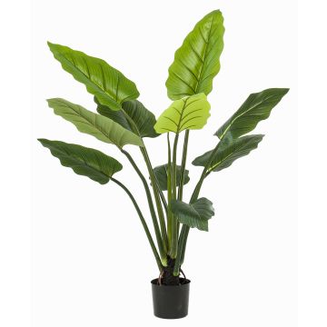 Unechte Pflanze Calathea Rufibarba NUSAKAN, grün, 120cm