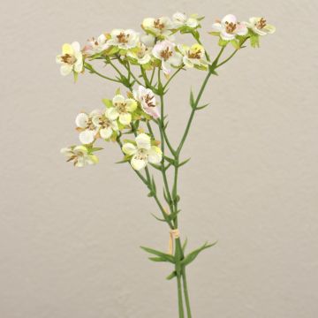 Künstlicher Wachsblumen Bund HEKLA, creme-grün, 30cm, Ø2-2,5cm