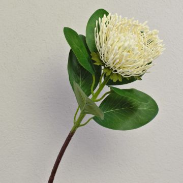 Kunstblume Nadelkissen Protea TANJA, creme-weiß, 65cm, Ø10cm