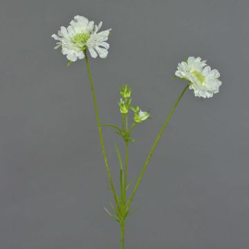 Künstlicher Zweig Scabiosa ANDIA, weiß, 80cm, Ø8-10cm