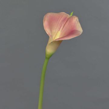 Künstliche Calla MIRAC, rosa-gelb, 75cm, 12x15cm