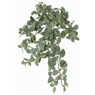 Fittonia künstlich NALEDI, Steckstab, crossdoor, schwer brennbar, grün-weiß, 50cm Fittonia künstlich NALEDI, Steckstab, crossdoor, schwer brennbar, grün-weiß, 50cm