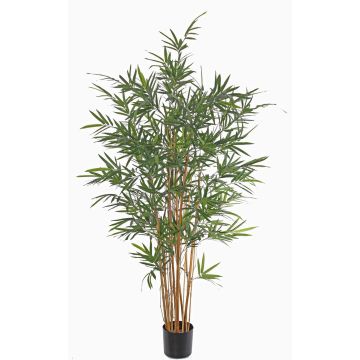 Künstlicher Bambus LUCINE, Echtstämme, crossdoor, 170cm Künstlicher Bambus LUCINE, Echtstämme, crossdoor, 170cm