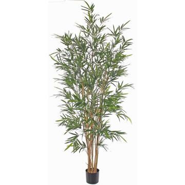Künstlicher Bambus LUCINE, Echtstämme, crossdoor, 195cm Künstlicher Bambus LUCINE, Echtstämme, crossdoor, 195cm