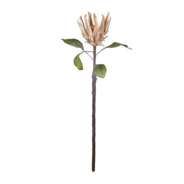 Künstliche Blume Königs-Protea BIENNINA, braun, 65cm Künstliche Blume Königs-Protea BIENNINA, braun, 65cm