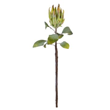 Künstliche Blume Königs-Protea BIENNINA, grün-braun, 65cm Künstliche Blume Königs-Protea BIENNINA, grün-braun, 65cm
