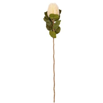 Künstliche Blume Nadelkissen Protea CILETTA, creme, 55cm Künstliche Blume Nadelkissen Protea CILETTA, creme, 55cm