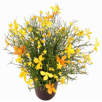 Dekoblume Fleißiges Lieschen GISINDA im Dekotopf, gelb-orange, 25cm Dekoblume Fleißiges Lieschen GISINDA im Dekotopf, gelb-orange, 25cm