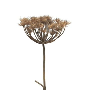 Dekoblume Bärenklau MIANYAN, braun-grau, 100cm